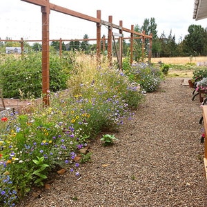 May include: A gravel pathway lined with a flower garden and a wooden fence. The garden features a variety of colorful flowers, including blue, yellow, and red blooms. A wooden table with a green watering can sits to the right of the path.