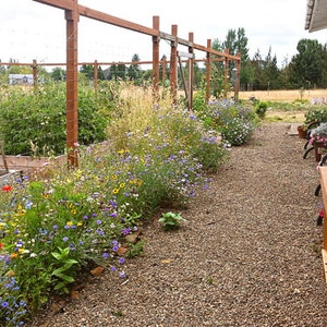 Pacific NW Wildflower Seeds 1 oz., 4 oz., 8 oz., Bulk Wildflower Seed, Wildflower Favors, Regional Wildflower Mix image 3