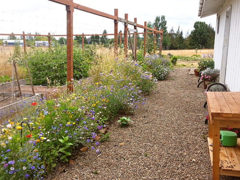 May include: A gravel pathway lined with a flower garden and a wooden fence. The garden features a variety of colorful flowers, including blue, yellow, and red blooms. A wooden table with a green watering can sits to the right of the path.