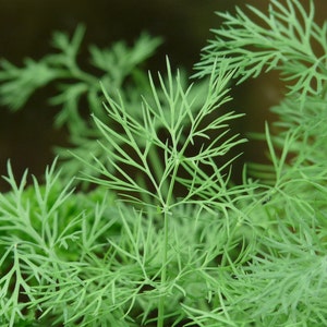 May include: A close-up of a bunch of green dill, a type of herb used in cooking.