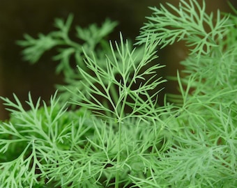 Dill Herb Seeds - Dill Seeds, Herb Seeds, Herb Garden Seeds, Organic Herb Seeds, Organic Dill Seeds, Mammoth Dill Seeds