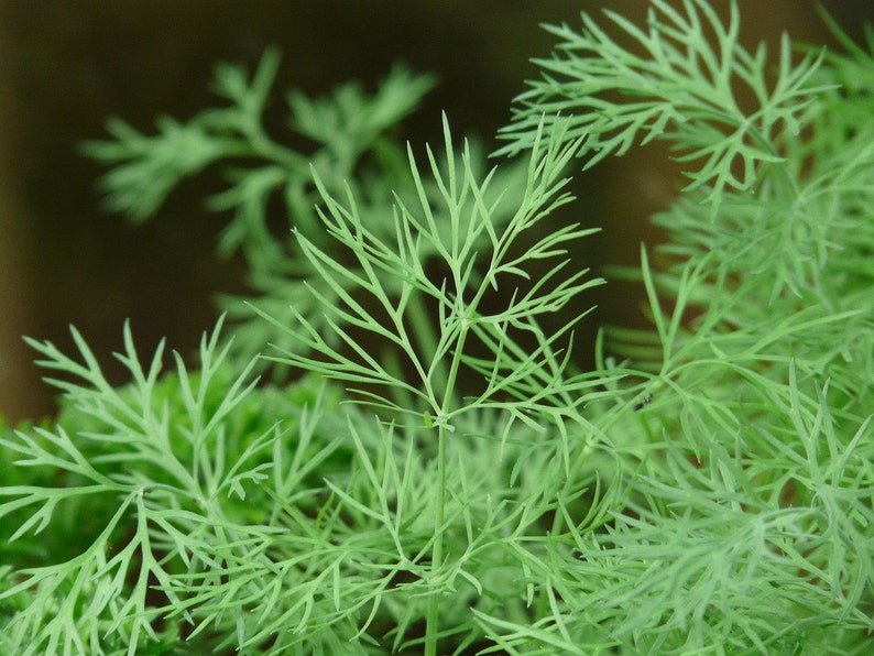 May include: A close-up of a bunch of green dill, a type of herb used in cooking.