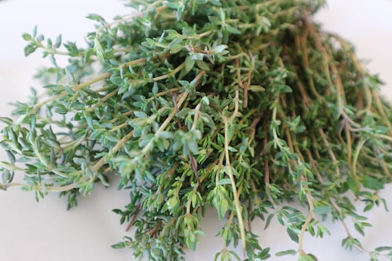 English Thyme Herb Seeds, Thyme Seeds, English Thyme Seeds, Herb