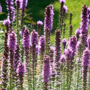 Gayfeather Seeds, Liatris Flower Seeds, Liatris spicata