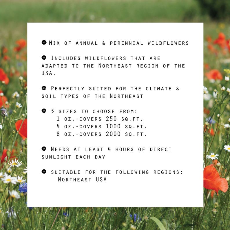 May include: A white card with black text describing a mix of annual and perennial wildflowers. The text includes information about the wildflowers' suitability for the Northeast region of the USA, the amount of sunlight they need, and the sizes available. The card is set against a background of a field of red, white, and blue wildflowers.