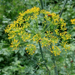 May include: A close-up of a dill plant with yellow flowers in bloom. The plant is growing in a garden setting.