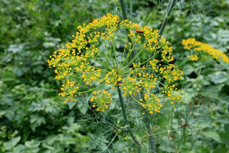 May include: A close-up of a dill plant with yellow flowers in bloom. The plant is growing in a garden setting.