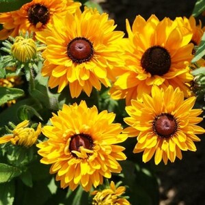 Rudbeckia &#39;Goldilocks&#39; Seeds, Black-eyed Susan Seeds, Organic Flower Seeds, Wildflower Seeds