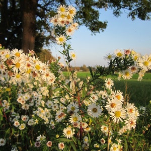 May include: A field of white and yellow wildflowers with a tree in the background.