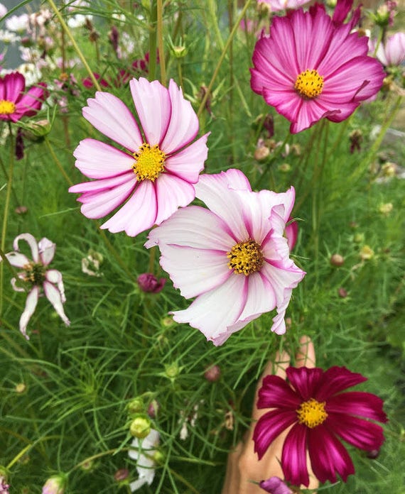 Picotee Cosmos Seeds, Cosmos Seeds, Flower Seeds, Cosmos Flower Seeds,  Organic Flower Seeds, Butterfly Garden Seeds - Etsy