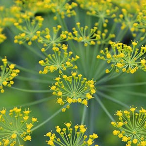 May include: Close-up of a cluster of yellow dill flowers with green stems and leaves against a blurred green background.