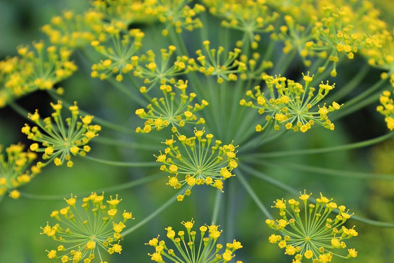 May include: Close-up of a cluster of yellow dill flowers with green stems and leaves against a blurred green background.
