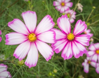 Cosmos 'Candy Stripe' Seeds, Cosmos Seeds, Flower Seeds, Organic Flower Seeds, Butterfly Garden Seeds