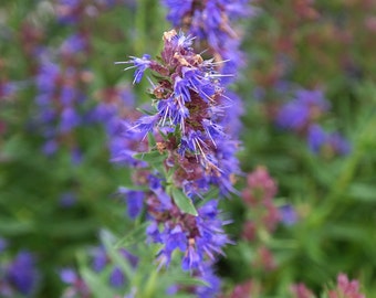 Hyssop Herb Seeds, hyssop seeds, herbal tea garden, herb seeds, fragrant herb seeds, organic herb seeds, herb garden kit