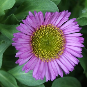 Fleabane Daisy Seeds, Aspen Daisy Seeds, Erigeron speciosus