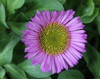 Fleabane Daisy Seeds, Aspen Daisy Seeds, Erigeron speciosus