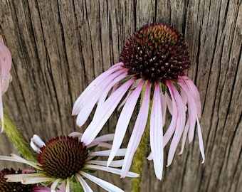 Purple Coneflower Seeds, Echinacea Seeds, Coneflower Seeds, Perennial Flower Seeds, Butterfly Garden Seeds, Organic Flower Seeds