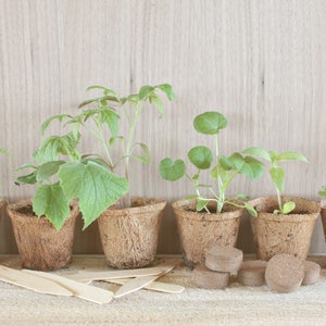 Herb Garden Seed Kit, herb garden kit, indoor herb garden image 6