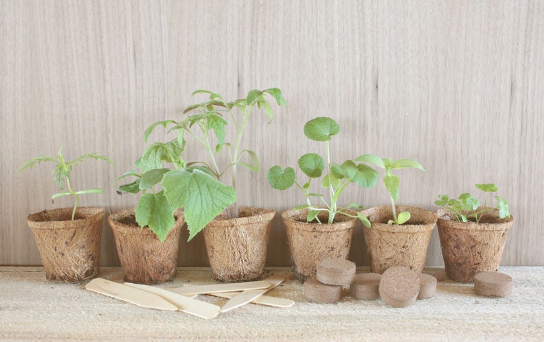 Herb Garden Seed Kit, herb garden kit, indoor herb garden image 6