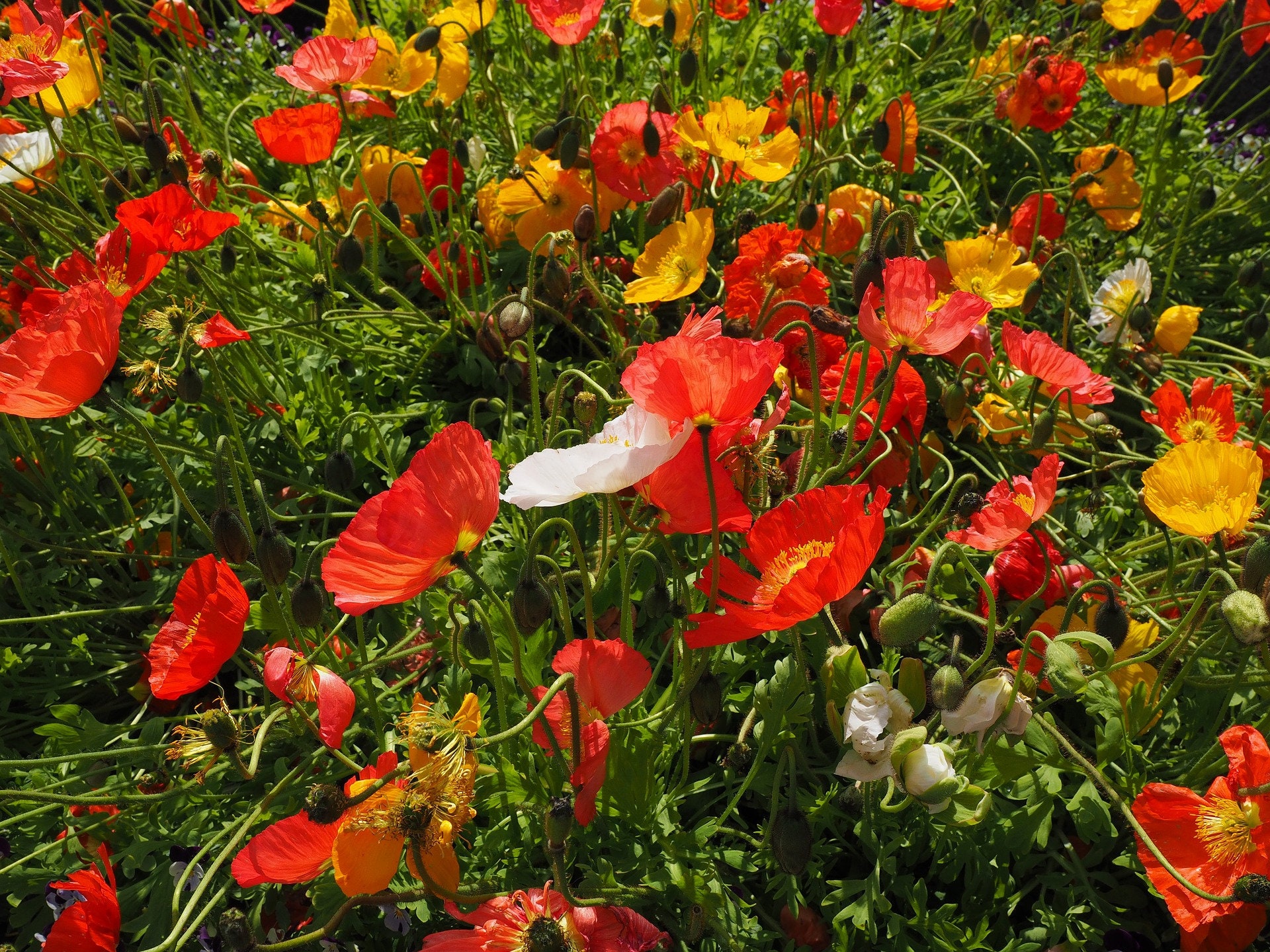Iceland Poppy Seeds 'Champagne Bubbles' — Decker Rd. Seeds