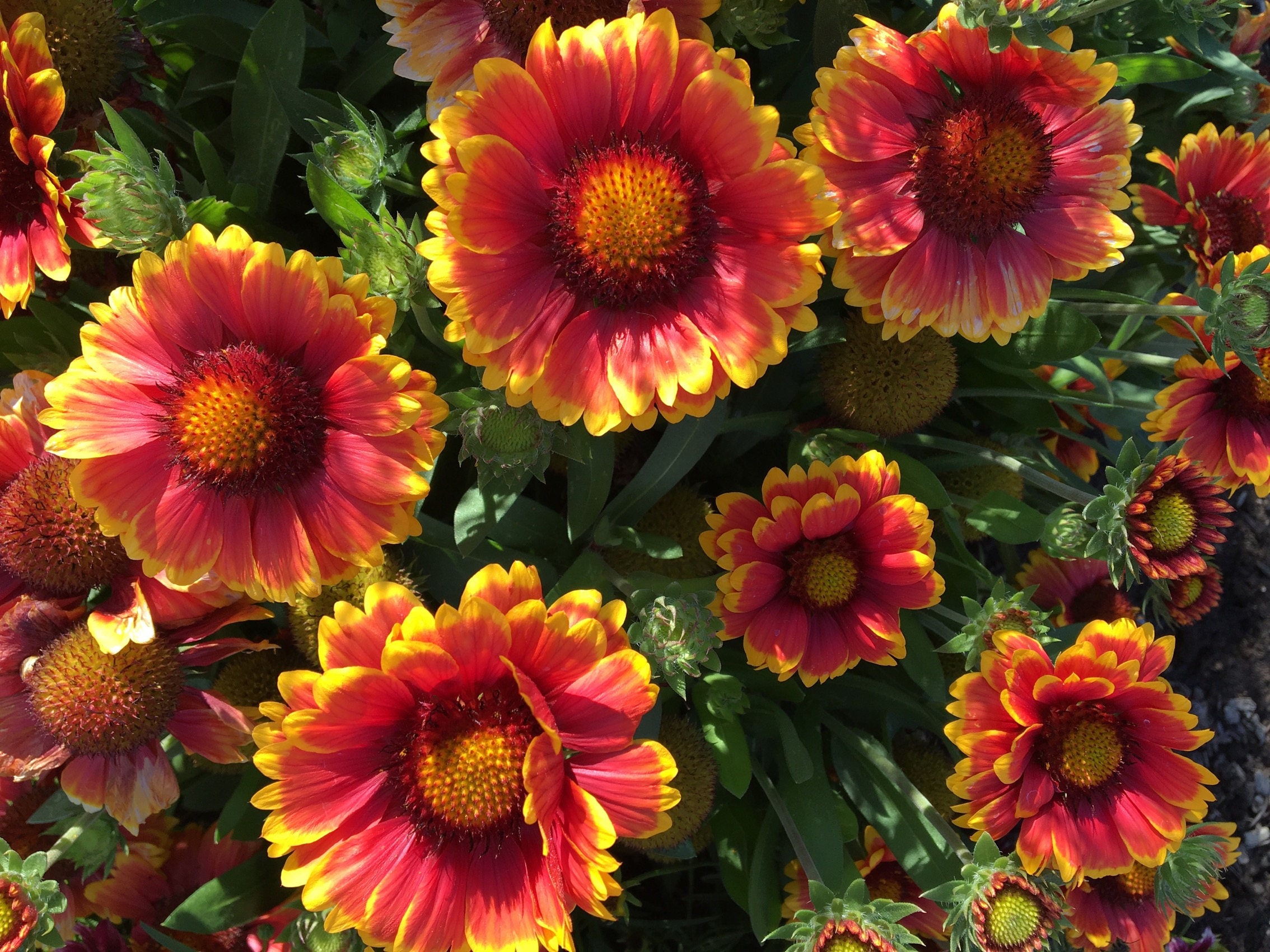 Gaillardia 'Blanket Flower' Seeds — Decker Rd. Seeds