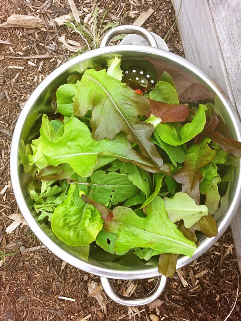 Salad Mix Seed Kit Garden Seed Kit Salad Garden Kit Seed Etsy