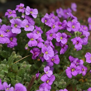 Purple Rockcress Seeds, Aubrieta Seeds, Water Wise Landscaping
