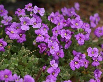 Purple Rockcress Seeds, Aubrieta Seeds, Water Wise Landscaping