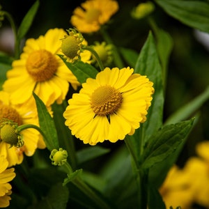 May include: A close-up of yellow flowers with green leaves. The flowers have a bright yellow center and multiple layers of petals.