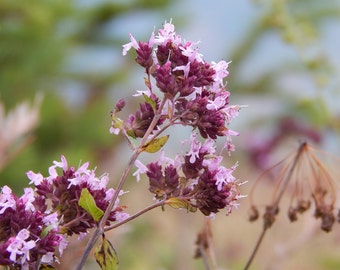 Marjoram Herb Seeds, Marjoram Seeds, Organic Marjoram Seeds, Herb Seeds, Organic Herb Seeds, Herb Garden Seeds