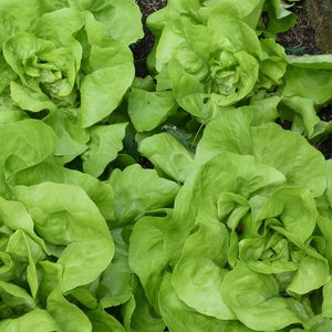 Tom Thumb Lettuce Seeds, Organic Lettuce Seeds, Butterhead Lettuce Seeds, Lettuce Seeds