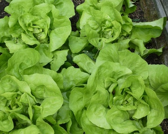 Tom Thumb Lettuce Seeds, Organic Lettuce Seeds, Butterhead Lettuce Seeds, Lettuce Seeds