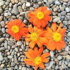Mexican Sunflower Seeds, Tithonia Seeds, Orange Sunflower Seeds, Annual Flower Seeds