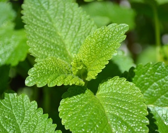 Lemon Balm Herb Seeds, Herb Seeds, Lemon Balm Seeds, Herb Garden Seeds, Herb Garden, Medicinal Herb Seeds