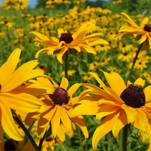 Rudbeckia &#39;Marmalade&#39; Seeds, Black-eyed Susan Seeds, Organic Flower Seeds