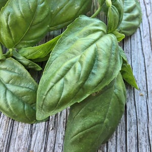 Basil Seeds &#39;Italian Large Leaf&#39;, Herb Seeds, Heirloom Seeds, Organic Basil Seeds