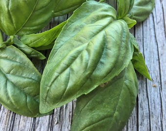 Basil Seeds 'Italian Large Leaf', Herb Seeds, Heirloom Seeds, Organic Basil Seeds