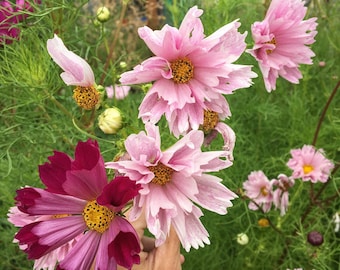 Seashells Cosmos Seeds, Cosmos Seeds, Flower Seeds, Cosmos Flower Seeds, Organic Flower Seeds, Butterfly Garden Seeds, Water Wise Seeds