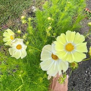 Sunset Yellow Cosmos Seeds, Yellow Cosmos Seeds, Flower Seeds, Cosmos Flower Seeds, Organic Flower Seeds, Butterfly Garden Seeds