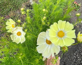 Sunset Yellow Cosmos Seeds, Yellow Cosmos Seeds, Flower Seeds, Cosmos Flower Seeds, Organic Flower Seeds, Butterfly Garden Seeds