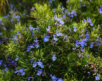 Rosemary Herb Seeds, Rosemary Seeds, Herb Seeds, Organic Rosemary Seeds, Organic Herb Seeds, Herb Garden Seeds, Rosemary