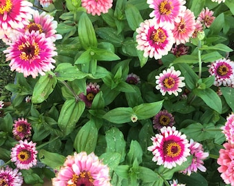 Zinnia 'Ice Queen' Seeds, Zinnia Seeds, Flower Seeds, Organic Flower Seeds, Butterfly Garden Seeds