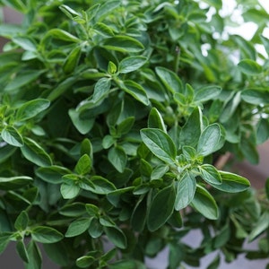 May include: A close-up of a lush green oregano plant with vibrant leaves. The plant is in a pot and is growing in a window.