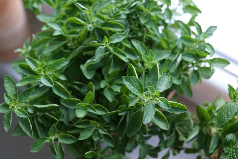 May include: A close-up of a lush green oregano plant with vibrant leaves. The plant is in a pot and is growing in a window.