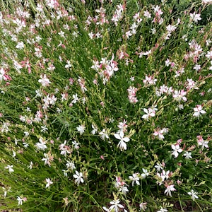 May include: A large bush of white and pink flowers with green leaves. The flowers are in bloom and have a delicate appearance.