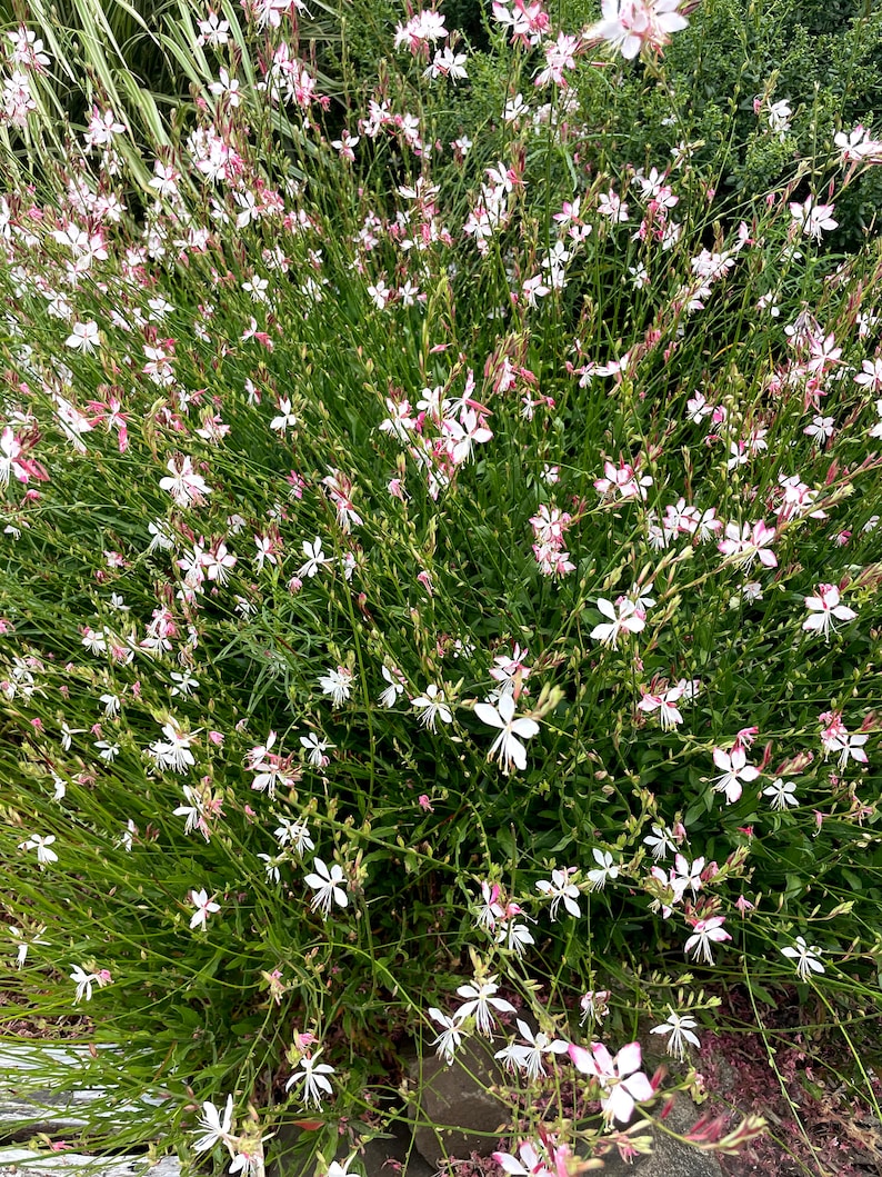 Gaura Seeds, Gaura lindheimeri Seeds, Flower Seeds, Butterfly Garden Seeds image 3