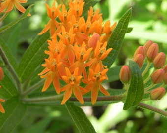 Asclepias Butterfly Weed Seeds, Milkweed Seeds, Butterfly Garden, Butterfly Garden Seeds, Beneficial Insects, Water Wise Landscaping