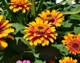 Zinnia 'Sombrero' Seeds, Bi-Color Organic Flower Seed, Heirloom Zinnia Seeds