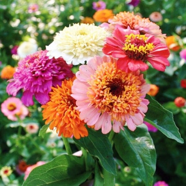 Zinnia 'Cupcakes Mix' Seeds, Zinnia Seeds, Flower Seeds, Organic Flower Seeds