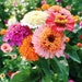 see more listings in the flower seeds section